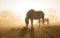 Belgian draft horse eating hay in pasture, backlit by rising sun shining through heavy fog