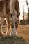 Belgian draft horse eating hay with rising sun behind him