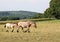 Belgian draft horse filly and mare