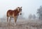 Belgian draft horse on a foggy winter morning