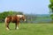 Belgian Draft Horse on green Texas spring pasture