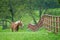 Belgian Draft Horse on green Texas spring pasture