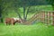 Belgian Draft Horse on green Texas spring pasture