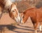 Belgian draft horse with a little pony