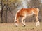 Belgian Draft horse nibbling on spring grass