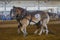 Belgian Draft Horse Pair Warming Up At A Horse Pull State Fair Competition