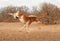 Belgian Draft horse running and kicking out