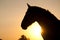 Belgian Draft horse silhouetted against rising sun