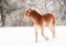 Belgian Draft horse in snow