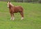 Belgian draft horse standing at profile.