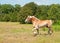 Belgian Draft horse trotting