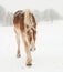 Belgian Draft horse walking in heavy snowstorm