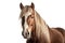 Belgian Draft Horse On White Background. Generative AI