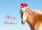 Belgian Draft horse wishing Merry Christmas