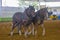 Belgian Draft Horses Getting Ready For A Pull Competition