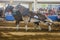 Belgian Draft Pair Of Draft Horses At A Horse Pull Competition In Tampa, Florida