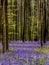 Belgian Hallerbos with bluebells