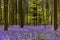 Belgian Hallerbos bluebells multitude