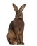 Belgian Hare