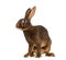 Belgian Hare in front of a white background