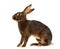 Belgian Hare in front of a white background