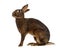 Belgian Hare in front of a white background