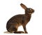 Belgian Hare in front of a white background