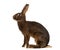 Belgian Hare in front of a white background