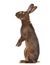 Belgian Hare on hind legs isolated on white