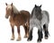 Belgian horse, Belgian Heavy Horse, Brabancon