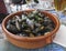 Belgian lunch: steamed mussels and beer