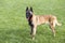 Belgian Malinois