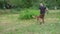 A Belgian Malinois Attacks A Toy Held By A Man