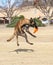 Belgian Malinois catching a disc and landing