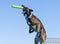 Belgian Malinois dog in the air catching a toy