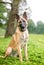 A Belgian Malinois dog sitting outdoors