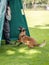A belgian malinois dog training for schutzhund, igp, ipo