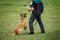 Belgian malinois doing bite and defense work with police dog handler