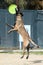 Belgian Malinois missing a disc in mid air