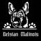 Belgian Malinois Peeking Dog - head isolated on white