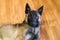 Belgian Malinois Puppy Inside