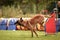 Belgian Malinois is running on czech agility competition