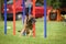 Belgian Malinois is running on czech agility competition slalom.