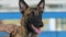 Belgian malinois shepherd close up