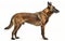 A Belgian Malinois stands alert on a white background, its head turned to the side, showcasing the breed's poised