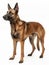 A Belgian Malinois stands alert on a white background, its head turned to the side, showcasing the breed's poised