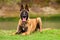 Belgian Malinois young puppy