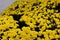 Belgian Mum Allegra Yellow, Chrysanthemum morifolium `Allegra Yellow`