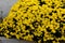 Belgian Mum Allegra Yellow, Chrysanthemum morifolium `Allegra Yellow`