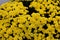 Belgian Mum Allegra Yellow, Chrysanthemum morifolium `Allegra Yellow`